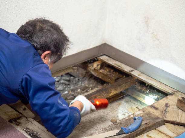 Best Commercial Mold Removal  in Coburg, OR