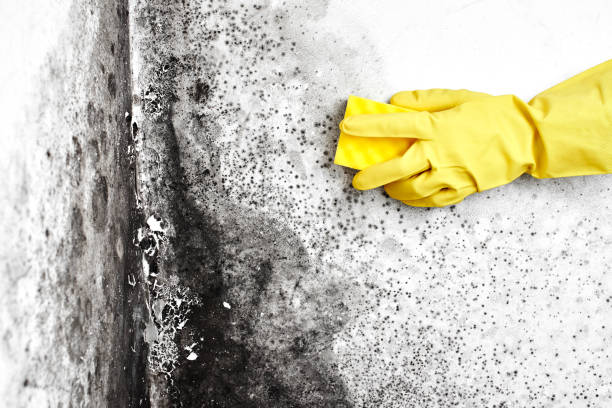 Best Emergency Mold Removal  in Coburg, OR