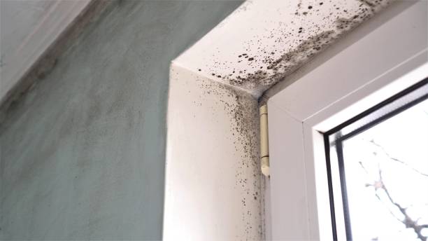 Best Mold Removal Process  in Coburg, OR