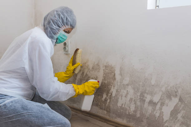 Best Commercial Mold Removal  in Coburg, OR