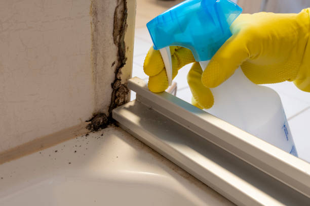 Best Local Mold Removal Service  in Coburg, OR