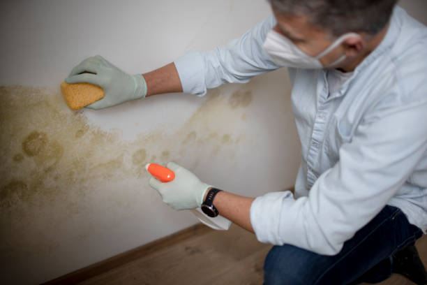 Best Mold Removal Near Me  in Coburg, OR