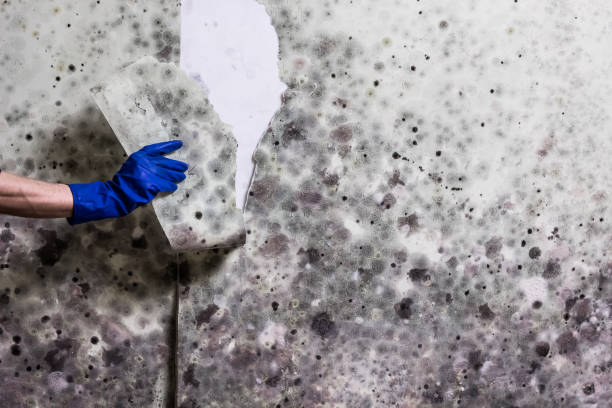 Best Crawl Space Mold Removal  in Coburg, OR