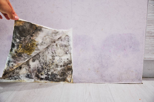 Best Local Mold Removal Service  in Coburg, OR